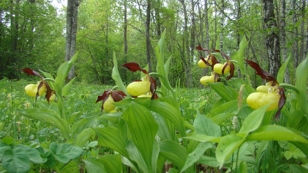 Kaunis kuldking (<i>Cypripedium calceolus</i>) Laelatu puisniidul 