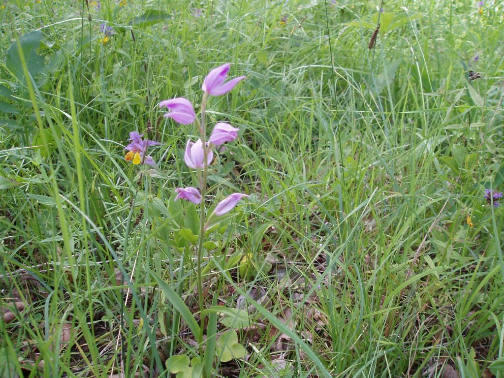 Punane tolmpea (<i>Cephalanthera rubra</i>) Laelatu puisniidul