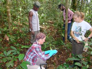 Välitööd reliktses ekvatoriaalses vihmametsas Gabonis